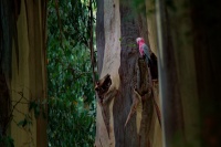Kakadu ruzovy - Eolophus roseicapilla - Galah o2368_3